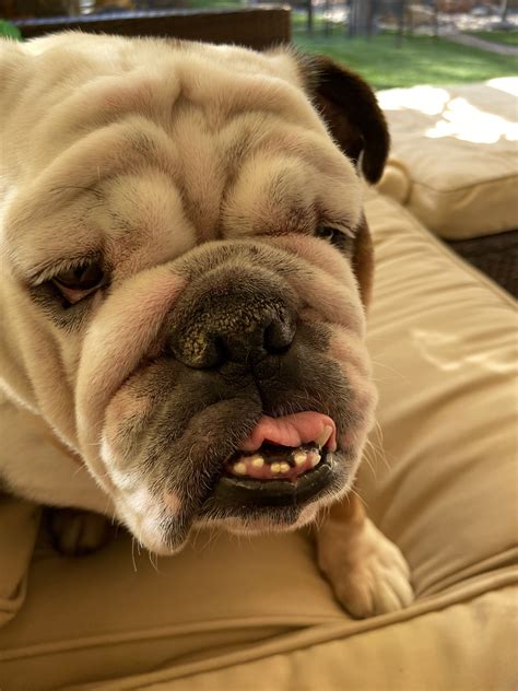 Cute English Bulldog on Couch