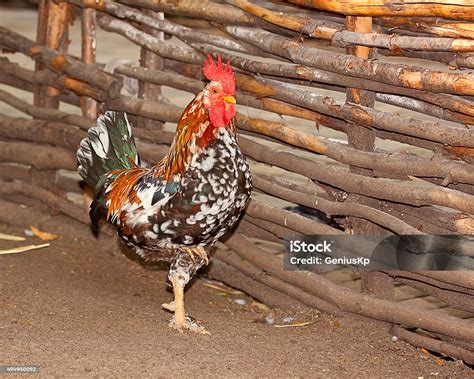 cock  woven fence stock photo  image   awe