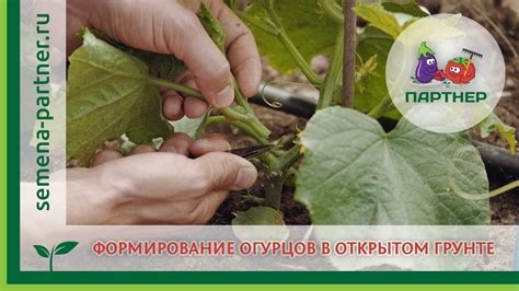 Формирование огурцов в открытом грунте - YouTube