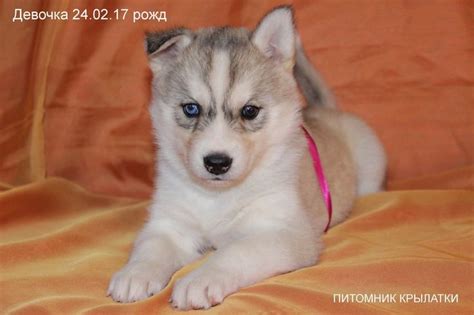 Купить щенков сибирский хаски из питомника "Крылатки" по телефону +7 ...