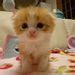 Pin by ☠️Mamashka☠️ on футажи | Cat template, Kawaii drawings, Cat body