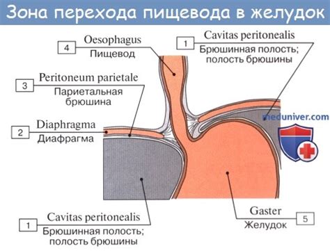 Анатомия : Пищевод. Строение пищевода. Мышцы пищевода. Кровоснабжение и ...
