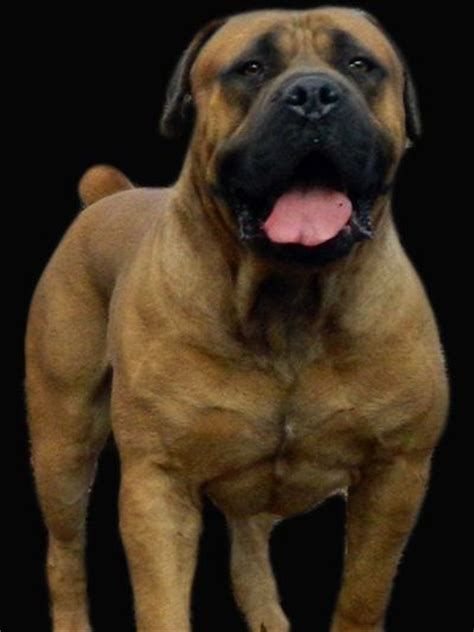 17 Best images about boerboel on Pinterest | Puppys, Street names and ...