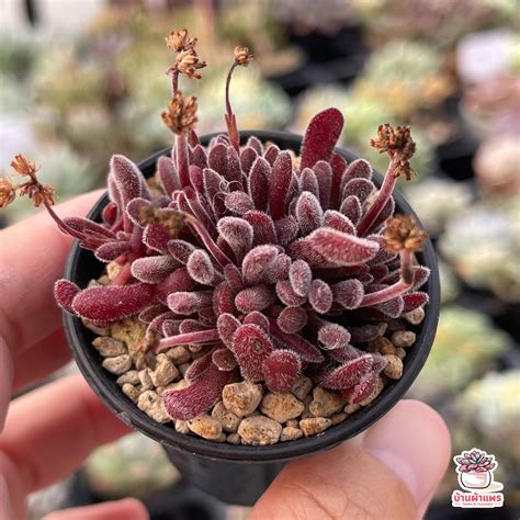 crassula pubescens cactussucculent