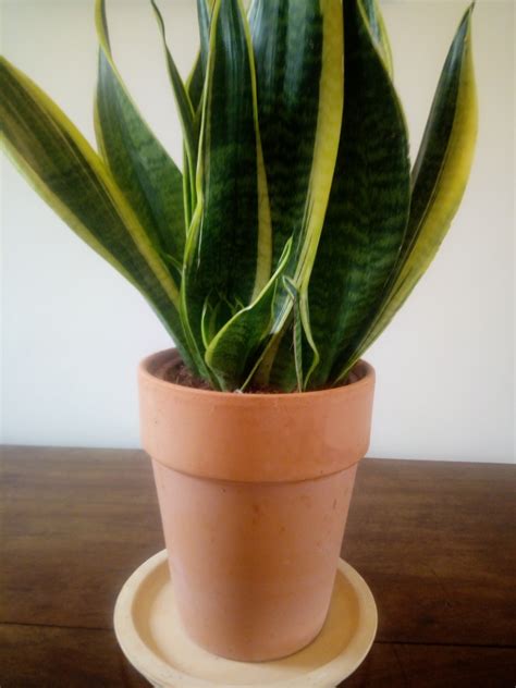 How to take Sansevieria, Mother in Laws Tongue, Leaf Cuttings