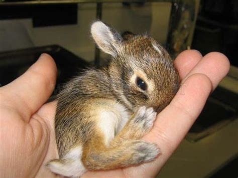 Tiny Animals | Animals
