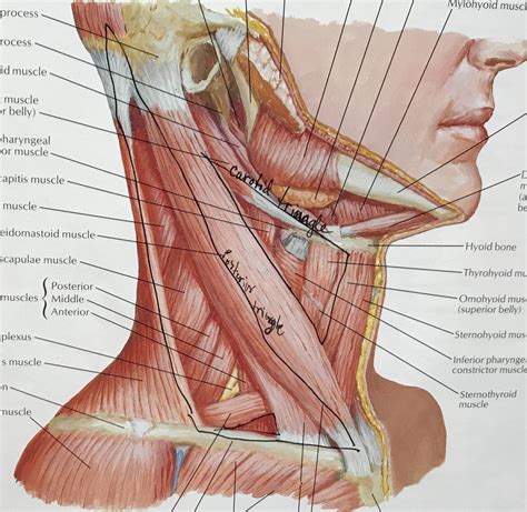 neck muscle anatomy lateral