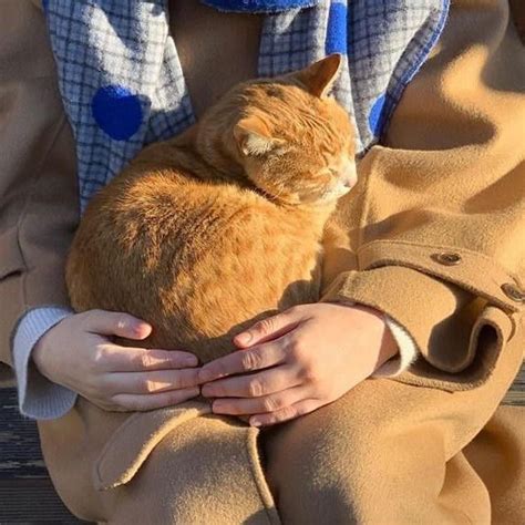 Pin di Seo-joon su эстетика | Gattini, Gatti grassi, Cuccioli carini
