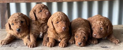Mini Labradoodle - Cottage Canines Australia