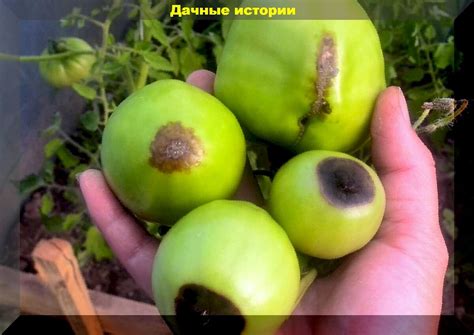 Как можно уберечь томаты от вершинной гнили? Советы, которые помогут ...