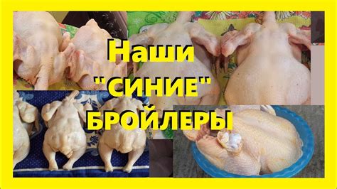 Влияние кукурузы на цвет тушки бройлера. 1.Часть - YouTube
