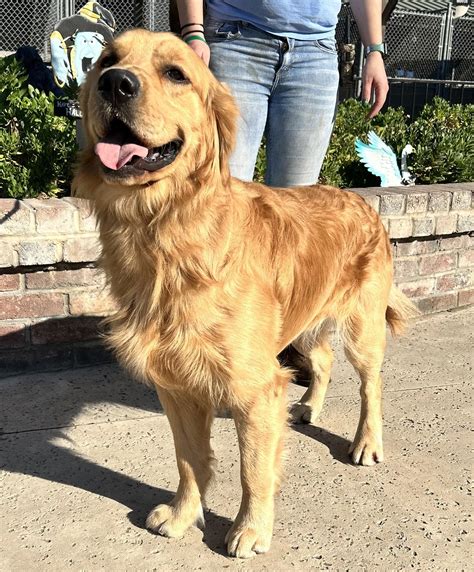 Lincoln – Pets and Pals Animal Shelter