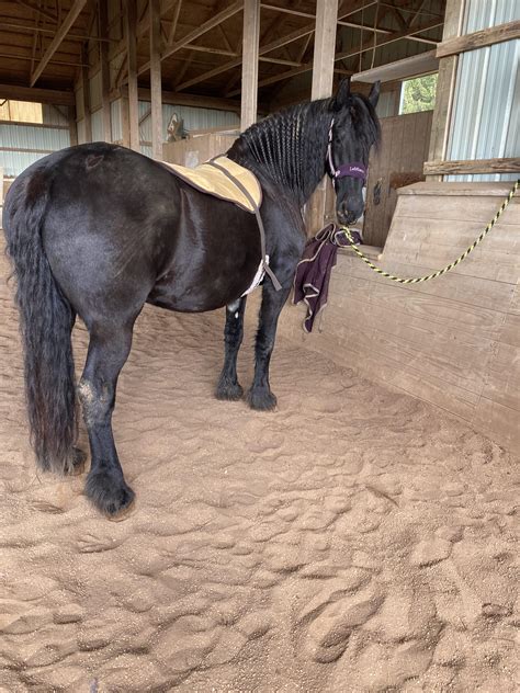 My girls big butt. Has anyone had a horse that wouldn’t take treats or