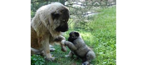 Various ways of training Caucasian Shepherds | Blog