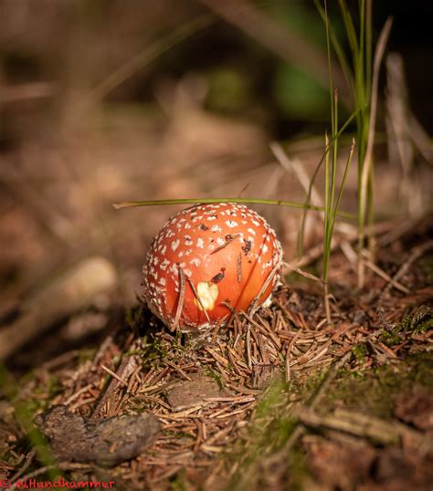 _DSC2027 | daandere | Flickr