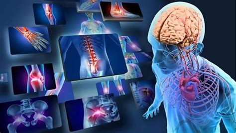 The Human Body: Anatomy and Physiology Online Course | Vibe Learning