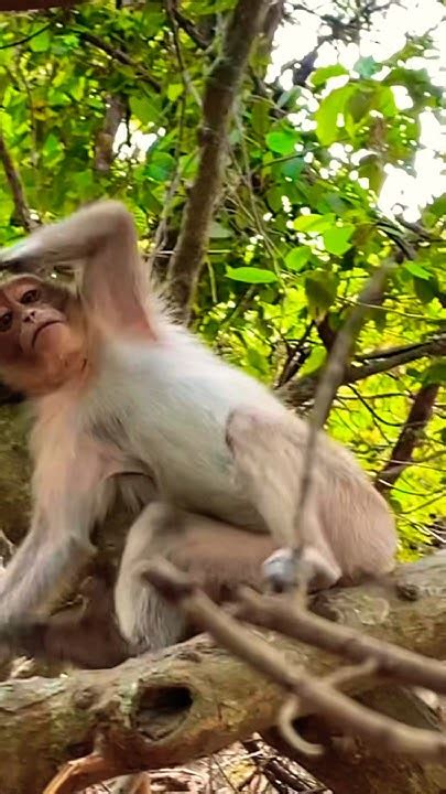 Monkey stressing - YouTube