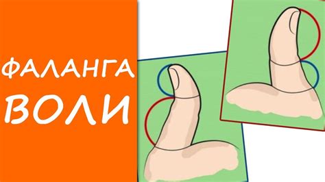 ПЕРВАЯ ФАЛАНГА большого пальца - ФАЛАНГА ВОЛИ / хиромантия / Кладезь ...