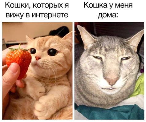 Смешные Коты Мемы из архива, самые лучшие фотографии интернета