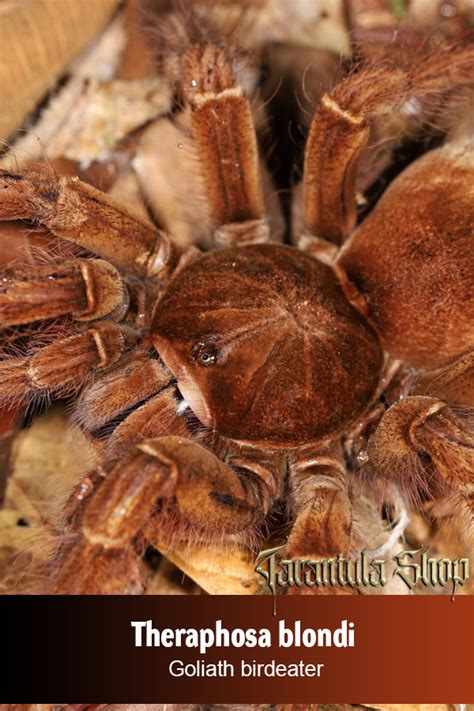 goliath birdeater theraphosa blondi sling tarantulashop