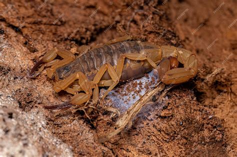 Premium Photo | Adult female brazilian yellow scorpion