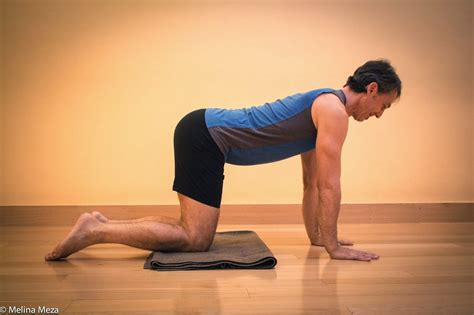featured pose cat  multiple fitness
