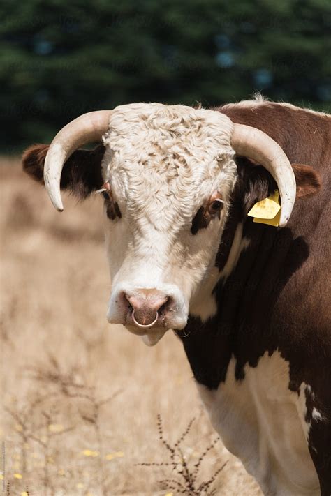 bull horns for a truck