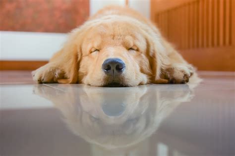 Golden Retriever Sleep Habits: A Complete Guide - Pet Chicks