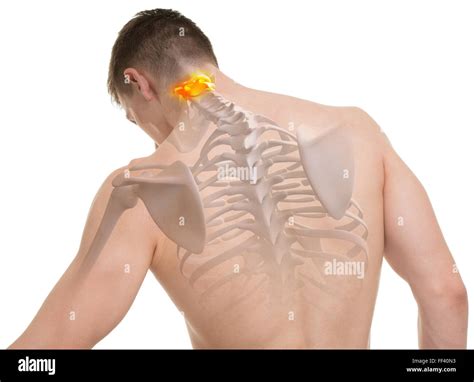 Atlas C1, C2 Spine Anatomy isolated on white Stock Photo - Alamy