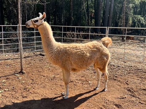 Female Llamas