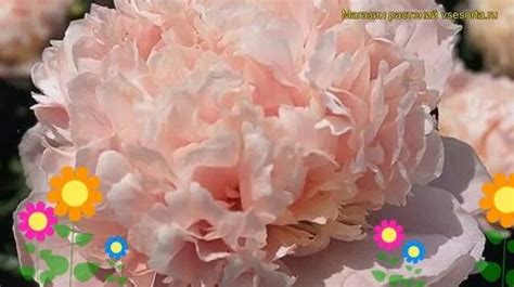 Пион молочноцветковый Свит Сикстин. Краткий обзор, описание paeonia ...