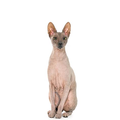 Donskoy/Doni szfinx | Pet4you.hu