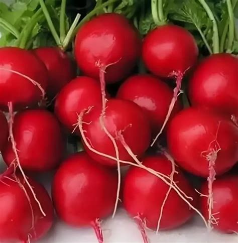 Купить семена редиса почтой в Беларуси в интернет-магазине, каталог ...