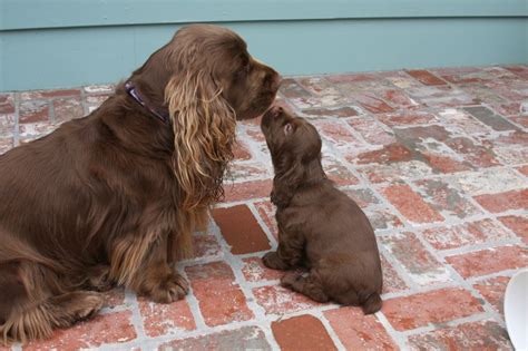 Sussex Spaniel | Sussex spaniel, Beautiful puppy, Muddy paws