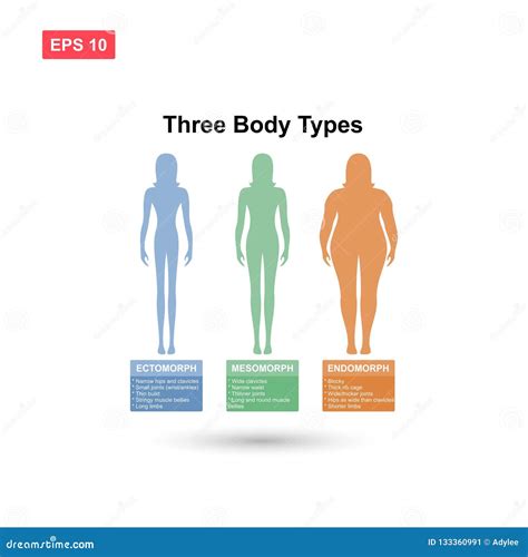 Three Body Type Female Ectomorph Mesomorph Endomorph Vector Isolated ...