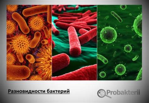 Виды бактерий: фото и названия болезнетворных микроорганизмов