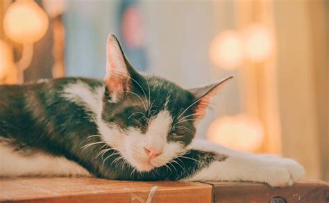 Gejala FIP Pada Kucing yang Harus Anda Waspadai