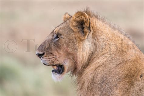 lion head tom murphy photography