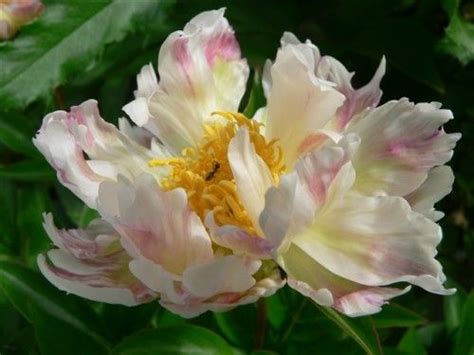 Пион Green Lotus-Пион Грин Лотус | sadko.by | Пионы, Фотография цветов ...