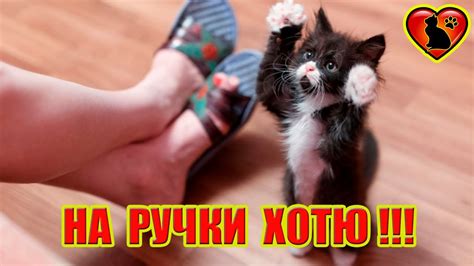 Почему Кошка Просится на Ручки?! - YouTube