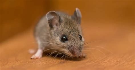 Types Of Mice: The 5 Most Common Mouse Species - A-Z Animals