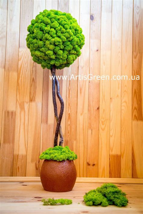 Дерево из мха, топиарий "Artis Tree - 50 см", T2: продажа, цена в Киеве ...