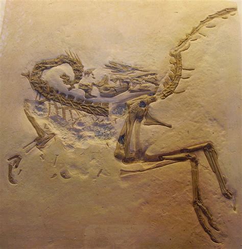 compsognathus fossil wiki fandom
