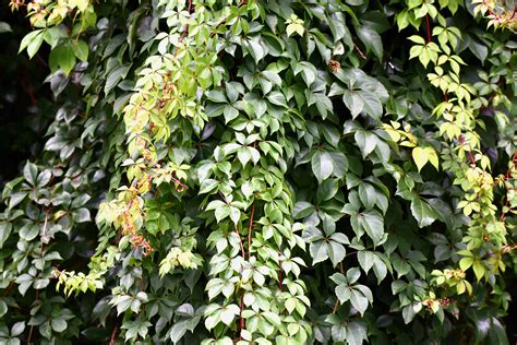 Virginia Creeper / Woobind