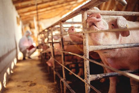 ASF Russia: About 23,000 pigs lost in Krasnodar Krai
