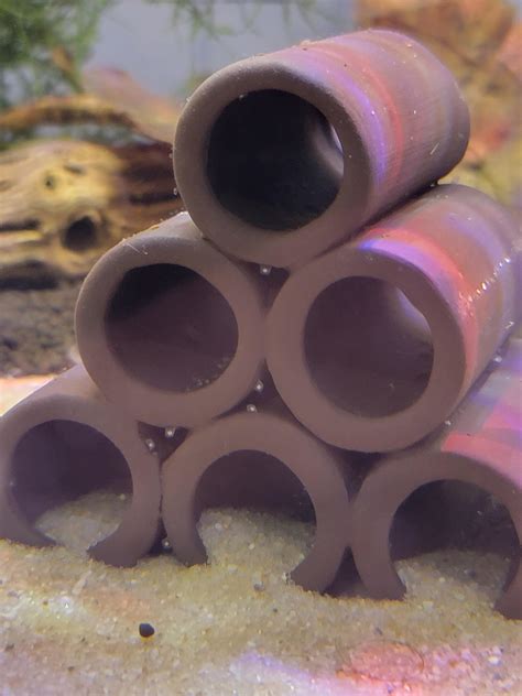 Assassin snail eggs? : r/Aquariums