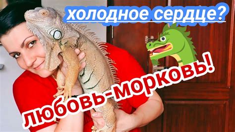 Наш питомец игуан Иван Зелёная игуана дома #индия - YouTube