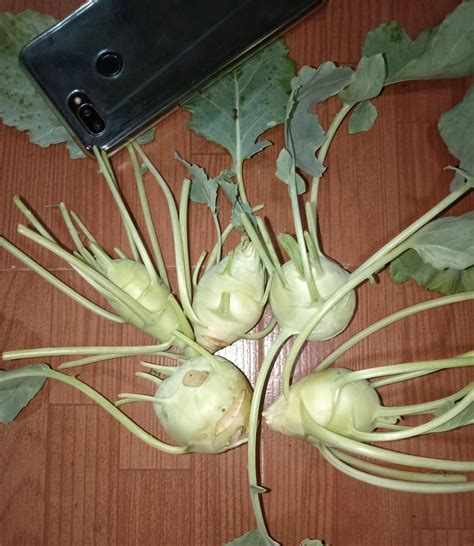 First time german turnips. Stopped growing, but I'm happy, phone for
