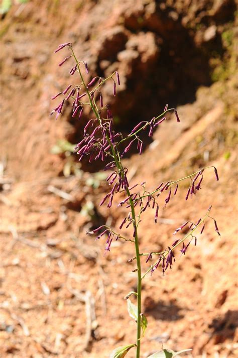 Notoseris - PictureThis