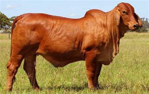 Tỉ lệ mỡ trong sữa của giống bò Sin là?